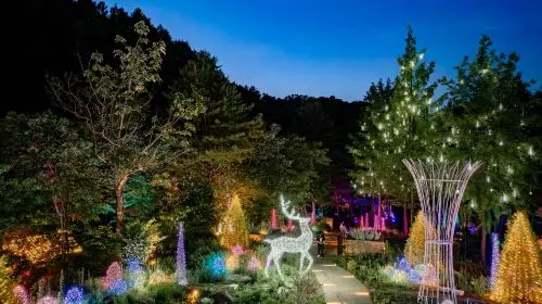 Alpaca World + Gangchon Railbike + Nami Island + Garden Light Festival One Day Tour (Depart from Seoul) Day Tours in Seoul