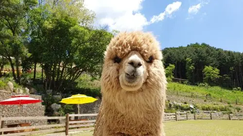 Alpaca World Alpaca World in Seoul - Photo 2