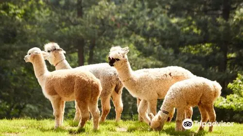 Alpaca World Alpaca World in Seoul - Photo 3