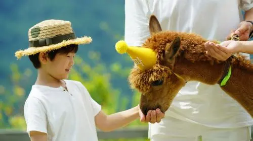 Alpaca World in Seoul