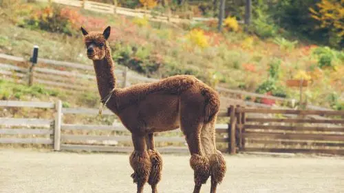 Alpaca World Alpaca World in Seoul - Photo 5