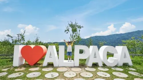 Alpaca World Alpaca World in Seoul - Photo 6