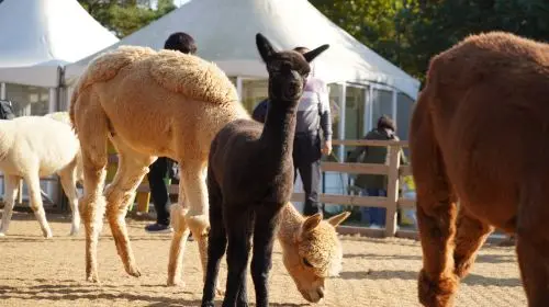 Alpaca World Alpaca World in Seoul - Photo 7