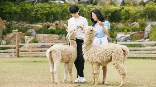 Alpaca World Alpaca World in Seoul - Photo 8