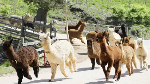 Alpaca World Alpaca World in Seoul - Photo 9