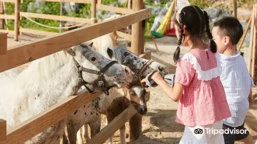 Alpaca World Alpaca World in Seoul - Photo 10