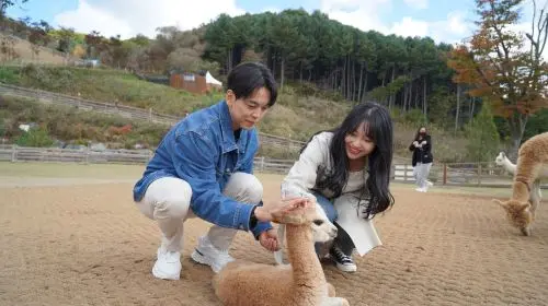 Alpaca World Alpaca World in Seoul - Photo 11