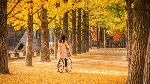 Nami Island + Petite France & Italian Village + Gangchon Railbike + The Garden of Morning Calm One Day Tour (From Seoul) Day Tours Nami Island + Petite France & Italian Village + Gangchon Railbike + The Garden of Morning Calm One Day Tour (From Seoul) Day Tours in Seoul - Photo 9