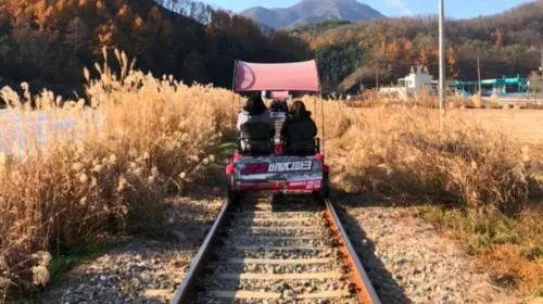 Gyeonggi Province|Nami Island X Gangchon Rail Bike X Morning Calm Arboretum Day Tours Gyeonggi Province|Nami Island X Gangchon Rail Bike X Morning Calm Arboretum Day Tours in Seoul - Photo 5
