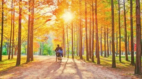 Gyeonggi Province|Nami Island X Gangchon Rail Bike X Morning Calm Arboretum Day Tours Gyeonggi Province|Nami Island X Gangchon Rail Bike X Morning Calm Arboretum Day Tours in Seoul - Photo 7