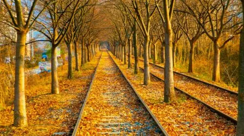 Gyeonggi Province|Nami Island X Gangchon Rail Bike X Morning Calm Arboretum Day Tours Gyeonggi Province|Nami Island X Gangchon Rail Bike X Morning Calm Arboretum Day Tours in Seoul - Photo 8