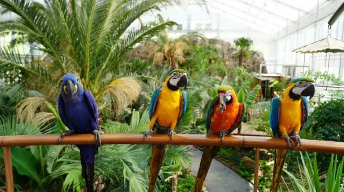 Gyeonggi-do, South Korea|Gapyeong Begonia Bird Park X Rail Bike X Garden of Morning Calm Day Tours Gyeonggi-do, South Korea|Gapyeong Begonia Bird Park X Rail Bike X Garden of Morning Calm Day Tours in Seoul - Photo 2