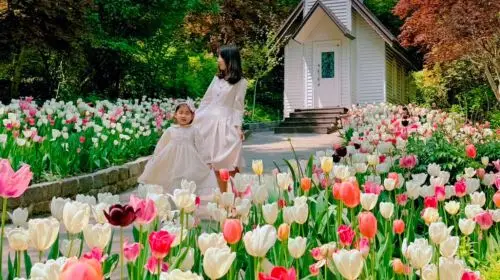 Gyeonggi Province|Nami Island x Petite France x Italian Village x The Garden of Morning Calm Day Tours in Seoul