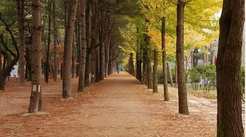 Gyeonggi Province|Gangchon Rail Park X Petite France & Italian Village X Nami Island Day Tours Gyeonggi Province|Gangchon Rail Park X Petite France & Italian Village X Nami Island Day Tours in Seoul - Photo 7