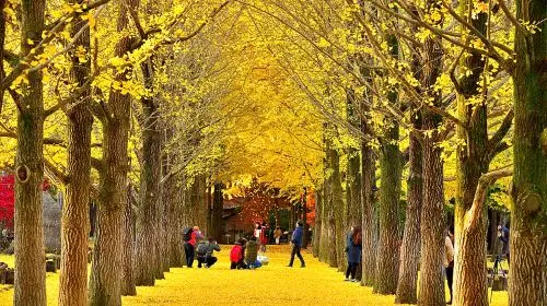 Gyeonggi Province, South Korea|Nami Island X Petite France X Italian Village Day Tours in Seoul