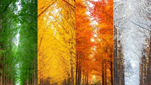 Seoul round-trip - Nami Island + Petite France + Italian Village 1-day tour Day Tours Seoul round-trip - Nami Island + Petite France + Italian Village 1-day tour Day Tours in Seoul - Photo 4