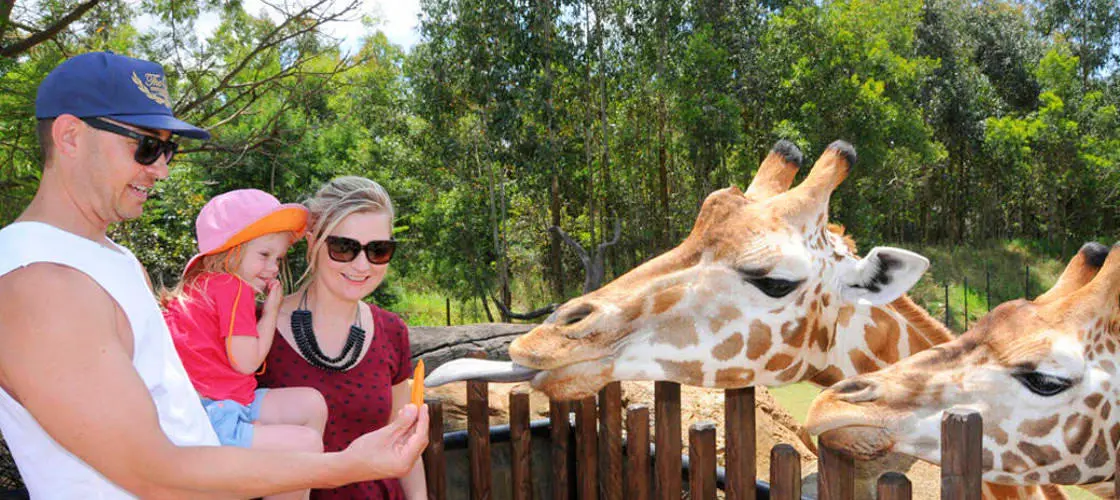 Australia Zoo Entry with Sunshine Coast Hotel Transfers in Brisbane