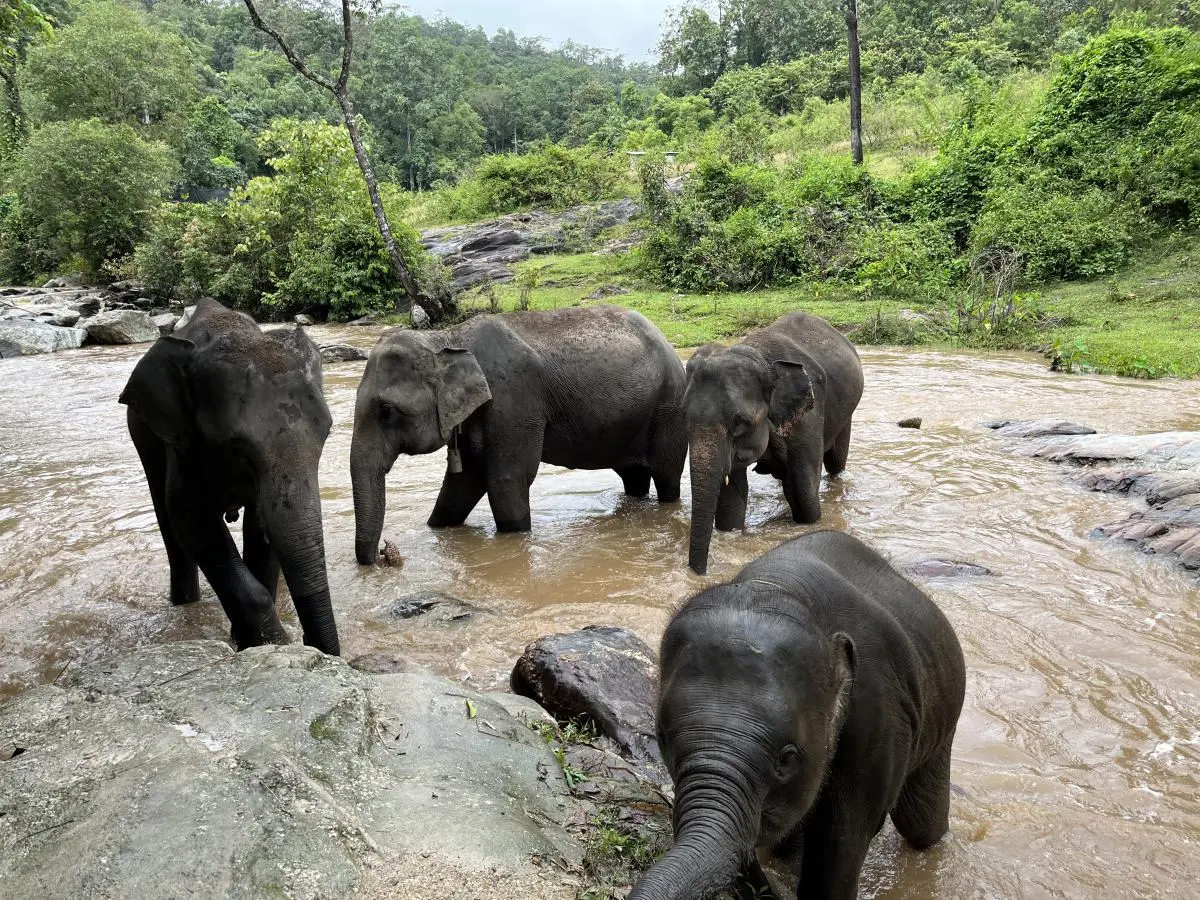 Pon Elephant Thailand in Chiang Mai - Photo 3