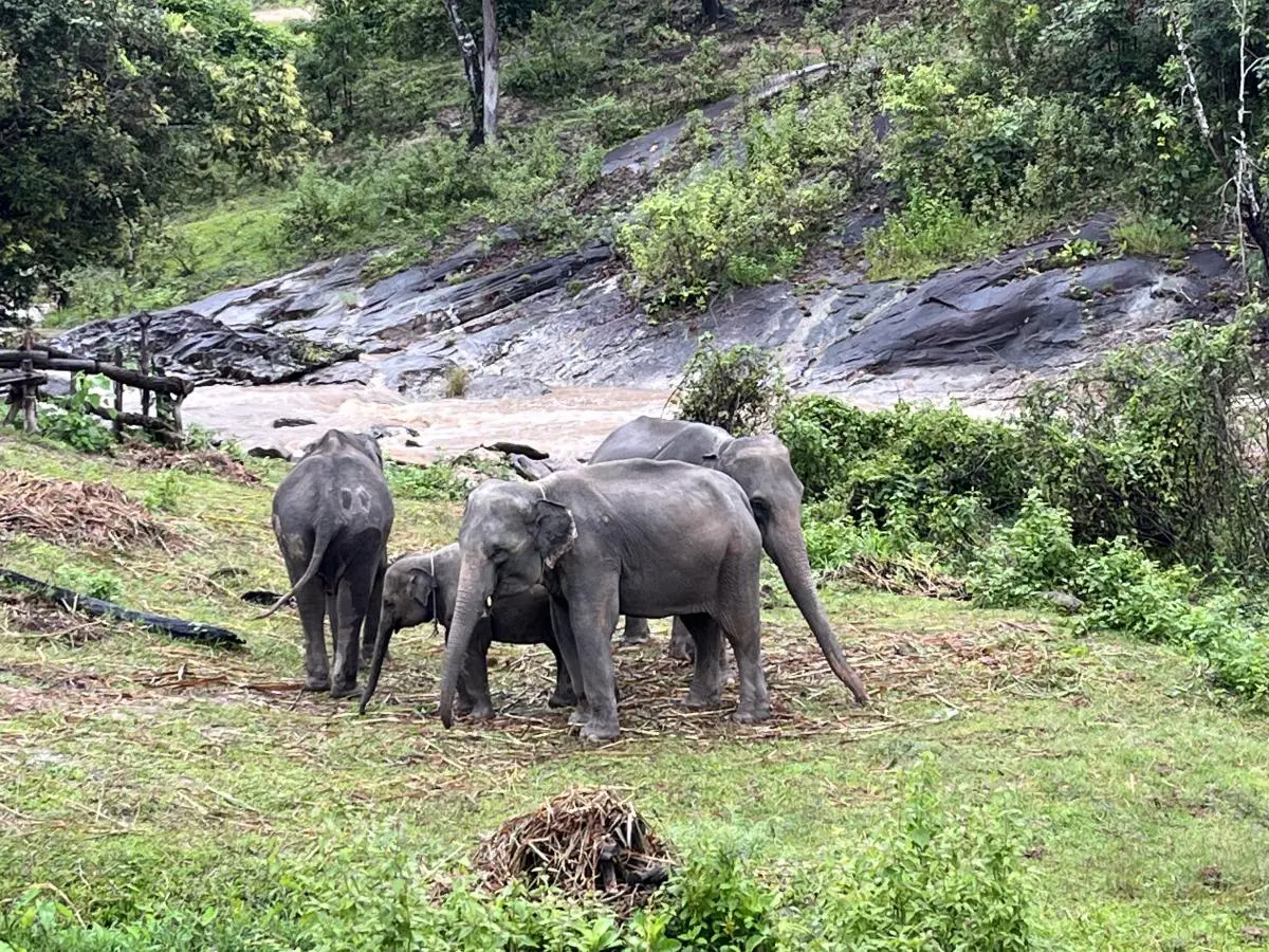 Pon Elephant Thailand in Chiang Mai - Photo 5