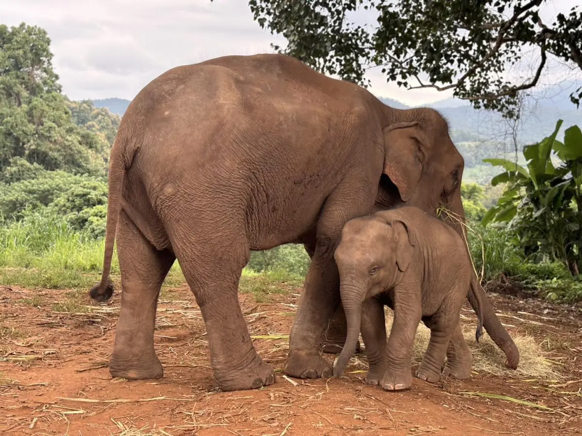 Pon Elephant Thailand in Chiang Mai