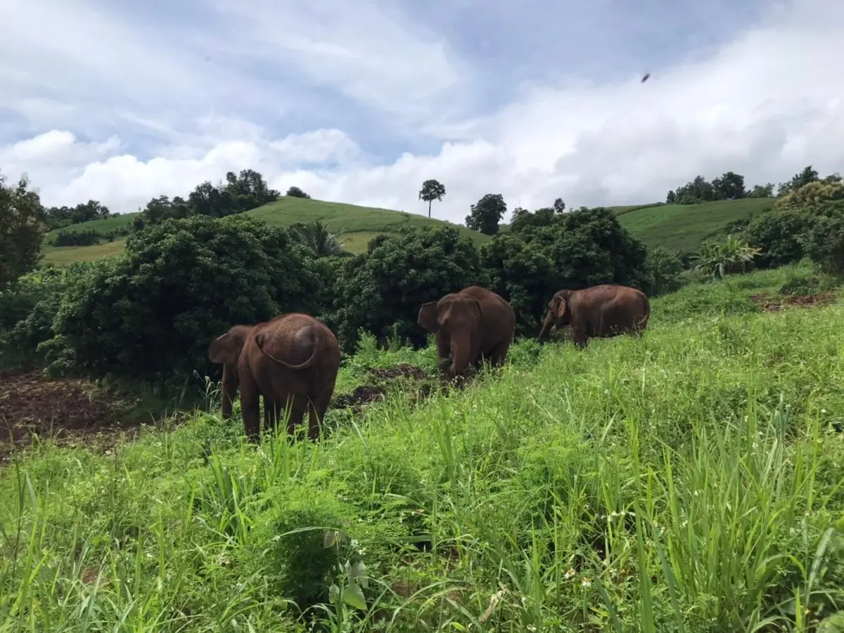 Pon Elephant Thailand in Chiang Mai - Photo 8