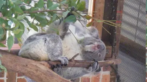 Calmsley Hill City Farm Calmsley Hill City Farm in Sydney - Photo 9