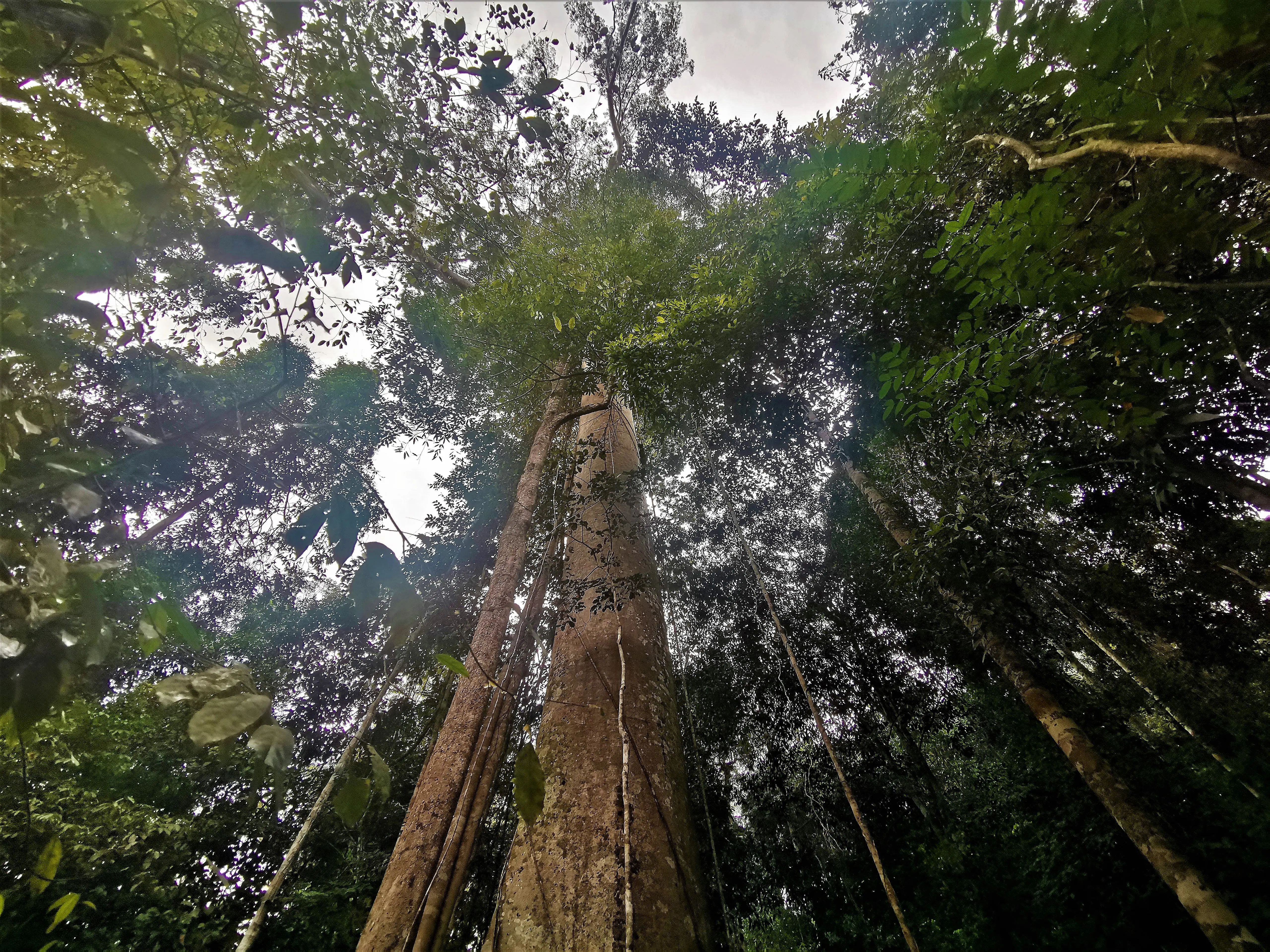 Taman Negara Tour with Lata Berkoh Falls & River Expedition (Shared) in Kuala Lumpur - Photo 5