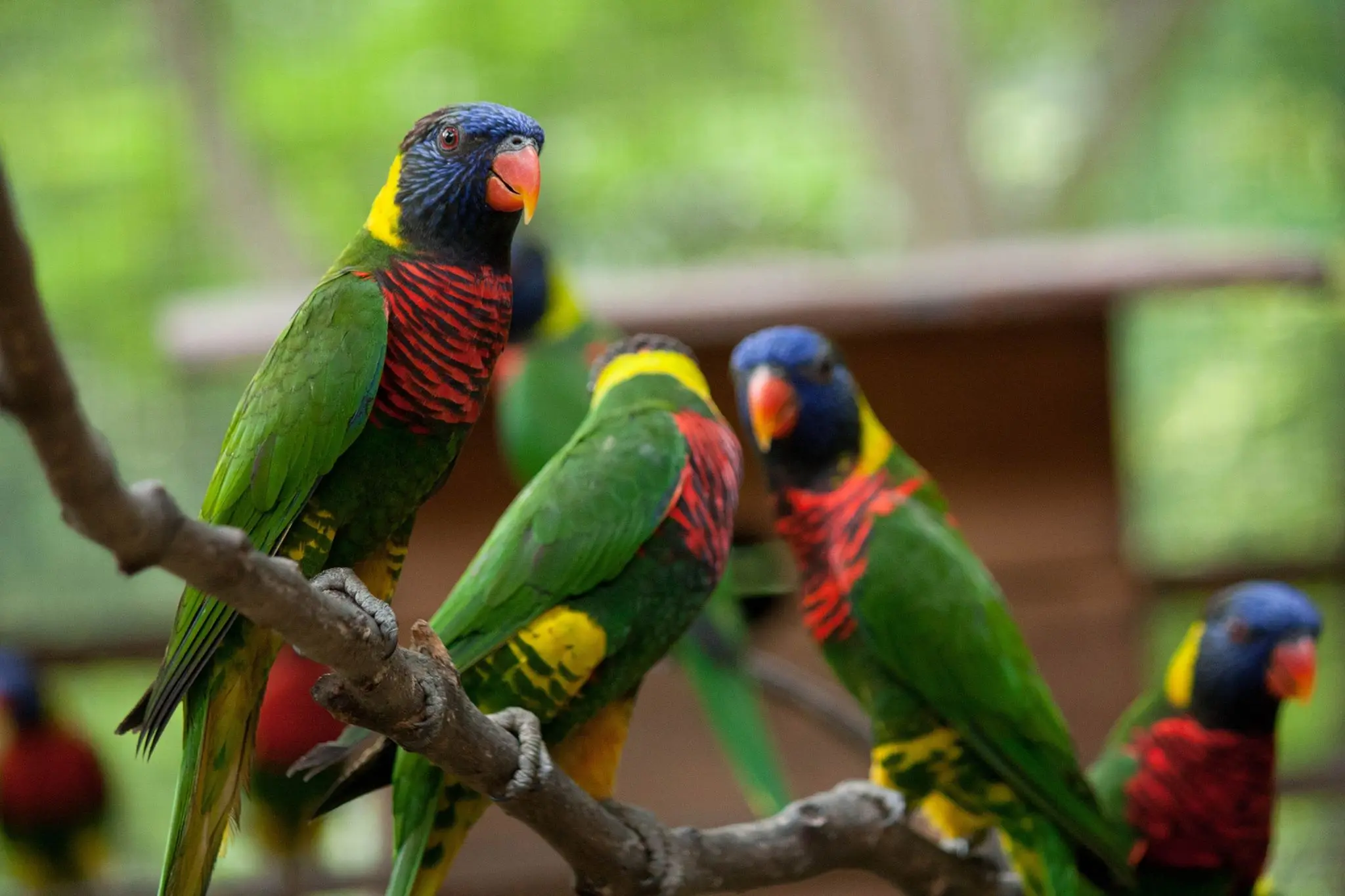 KL Bird Park, Butterfly Park and Garden Tour with Scenic Buggy Ride (Private) KL Bird Park, Butterfly Park and Garden Tour with Scenic Buggy Ride (Private) in Kuala Lumpur - Photo 11