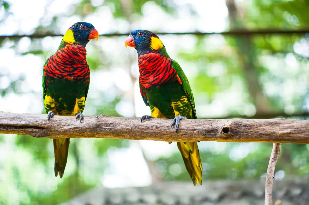 KL Bird Park Ticket with 1-way transfer (Shared tour) in Kuala Lumpur - Photo 3
