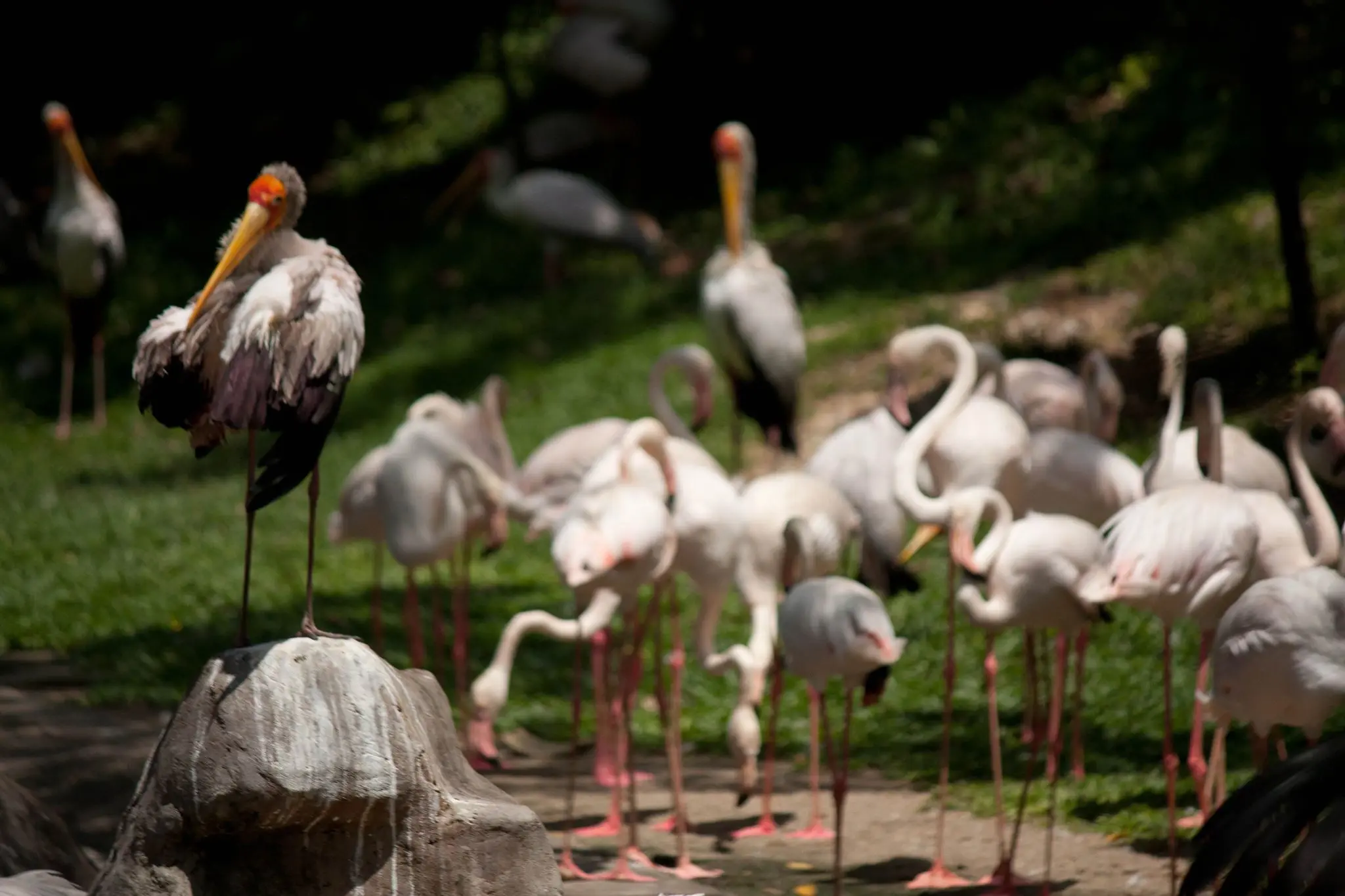 KL Bird Park Ticket with 1-way transfer (Shared tour) in Kuala Lumpur - Photo 6