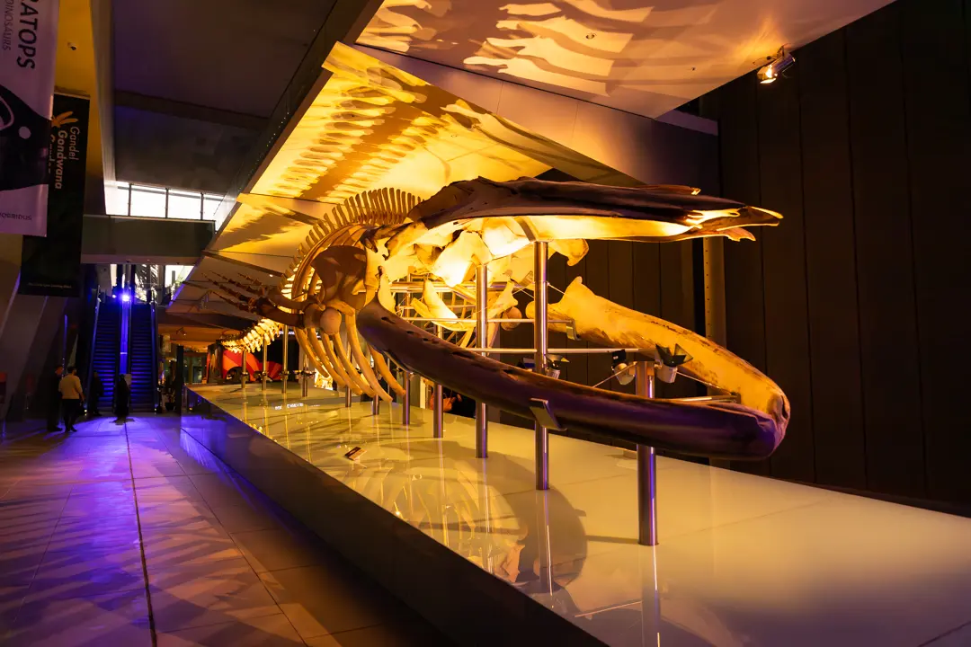 Melbourne Museum in Melbourne