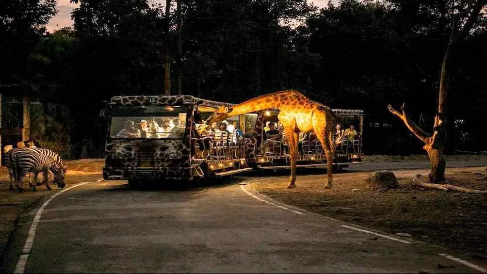 Chiang Mai Night Safari Chiang Mai Night Safari in Chiang Mai - Photo 3