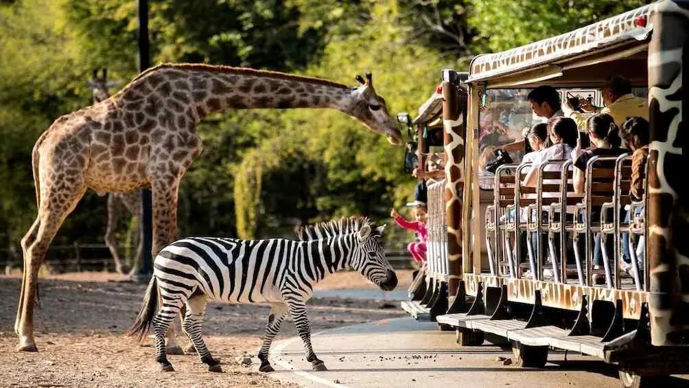 Chiang Mai Night Safari in Chiang Mai