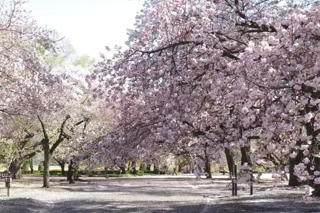 Shinjuku Gyoen National Garden (Must be sold at the original price) in Tokyo