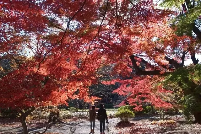 Shinjuku Gyoen National Garden (Must be sold at the original price) in Tokyo - Photo 6