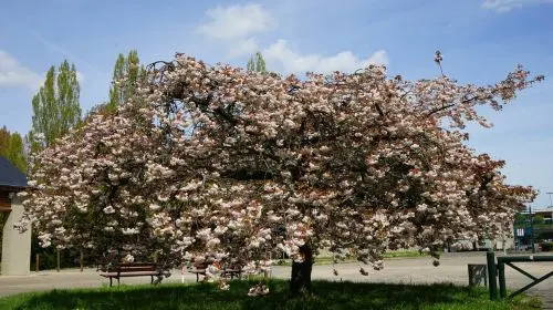 Arboretum de Versailles-Chevreloup in Paris - Photo 3