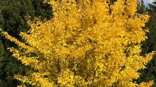 Arboretum de Versailles-Chevreloup in Paris - Photo 4