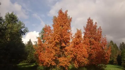 Arboretum de Versailles-Chevreloup in Paris - Photo 5