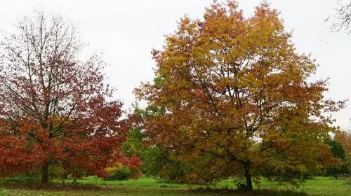 Arboretum de Versailles-Chevreloup in Paris - Photo 6