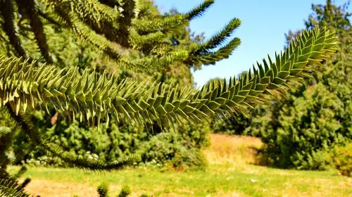 Arboretum de Versailles-Chevreloup in Paris - Photo 8