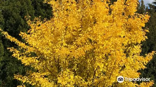 Arboretum de Versailles-Chevreloup in Paris - Photo 10