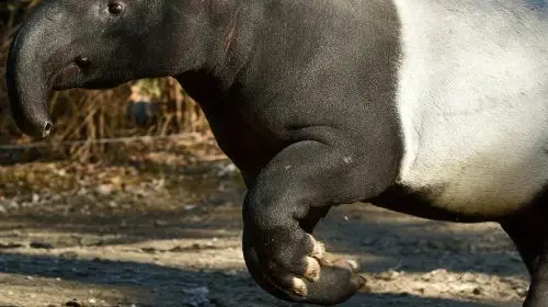 Ménagerie, Zoo of the Jardin des Plantes: Skip The Line Adult in Paris