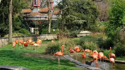 Ménagerie, Zoo of the Jardin des Plantes: Skip The Line Adult in Paris - Photo 3