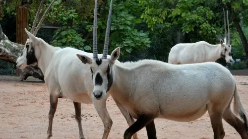 Ménagerie, Zoo of the Jardin des Plantes: Skip The Line Adult in Paris - Photo 2