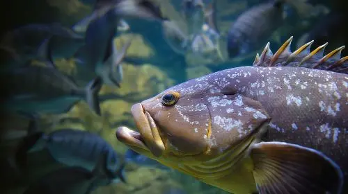 Aquarium de Paris Adult (13+) in Paris