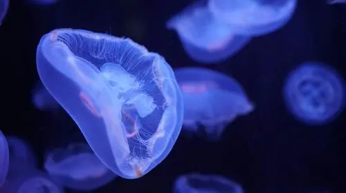 Aquarium de Paris Adult (13+) in Paris - Photo 10