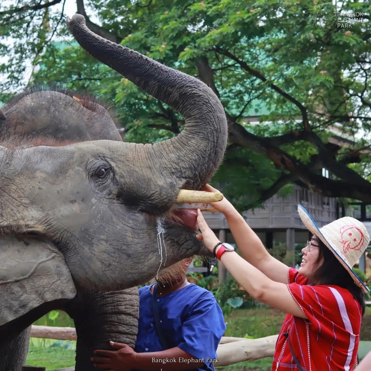 Bangkok Elephant Care Program at Elephant Park Bangkok in Bangkok