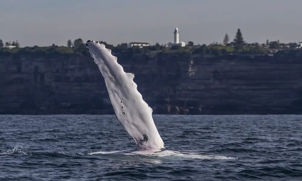 Sydney Whale Watch Adventure in Sydney