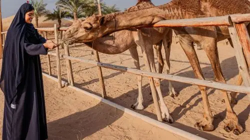 Al Khayma Camps in Dubai