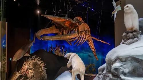 Natural History Museum Abu Dhabi in Abu Dhabi - Photo 2